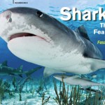 sharks-img